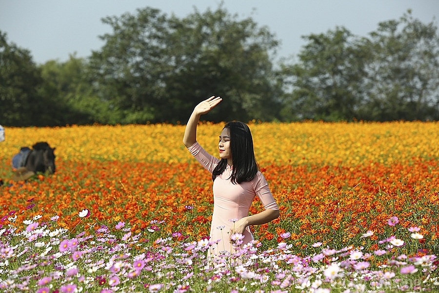 Nghệ An: Đồi hoa Xuân - nở rộ hút giới trẻ chụp ảnh 'check in'