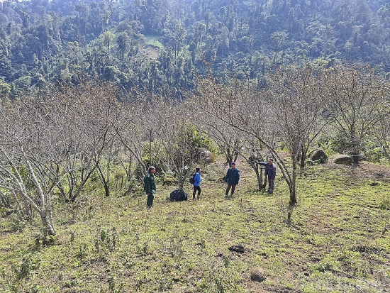 Nghệ An: Thu hàng trăm triệu đồng nhờ trồng đào rừng phục vụ Tết