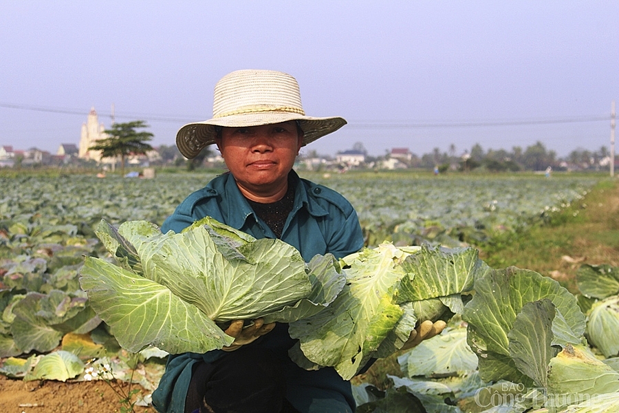 Bán không ai mua, nông dân Nghệ An nhổ bỏ hàng trăm tấn rau củ