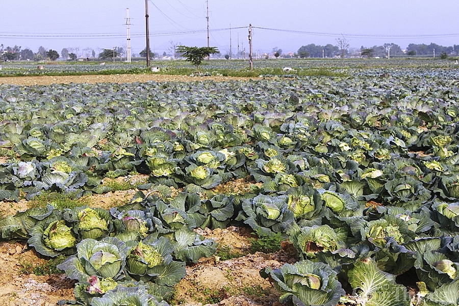 Bán không ai mua, nông dân Nghệ An nhổ bỏ hàng trăm tấn rau củ