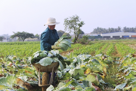 Nông sản miền Trung bao giờ qua cơn bĩ cực?