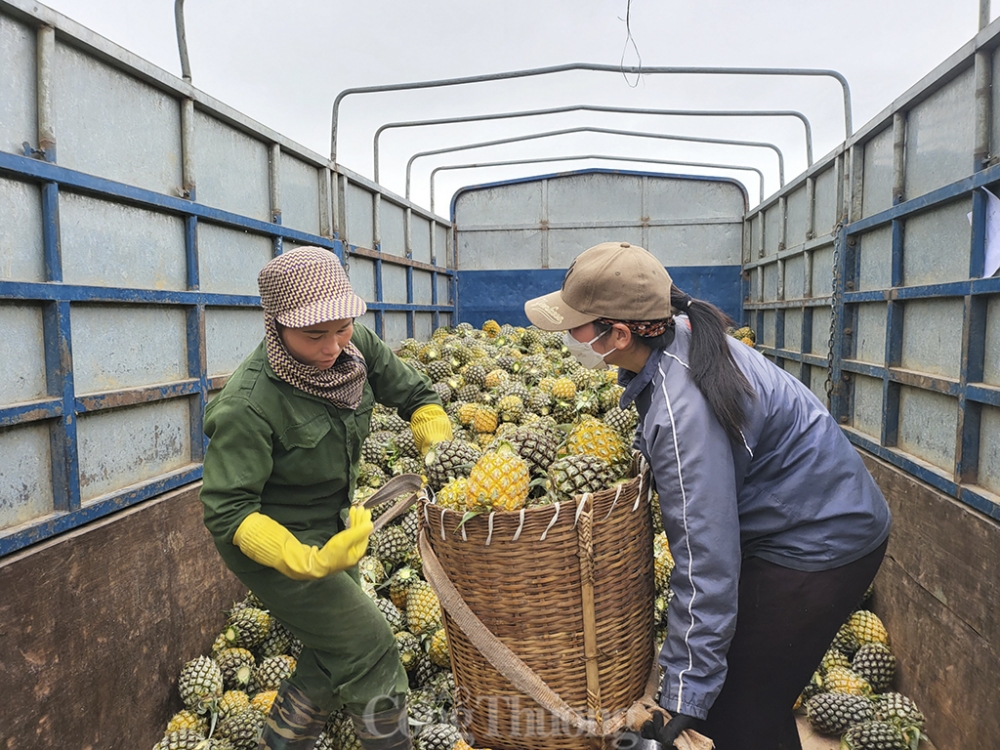 Nghệ An: Dứa giảm giá một nửa, nông dân quay quắt tìm đầu ra