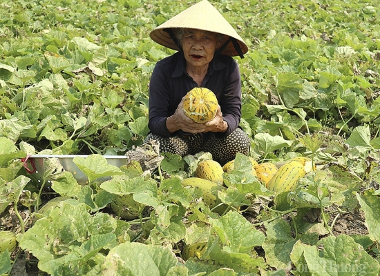 Trúng mùa dưa bở - nông dân Nghệ An kiếm bội tiền