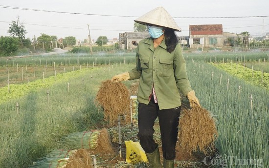 Nghệ An: Nông dân phấn khởi khi giá hành lá tăng 4 lần