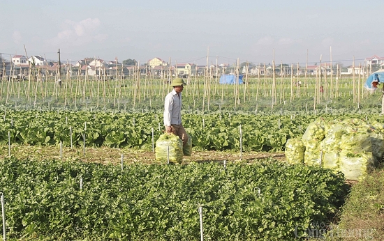 Nghệ An: Dư thừa hàng ngàn tấn nông sản, làm sao đưa được đến người tiêu dùng?