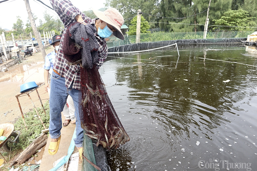 Nghệ An: Tiêu thụ thủy sản giảm mạnh vì dịch Covid-19