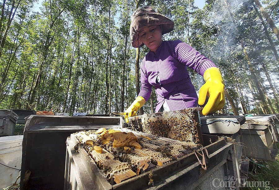 Thăng trầm nghề nuôi ong du mục
