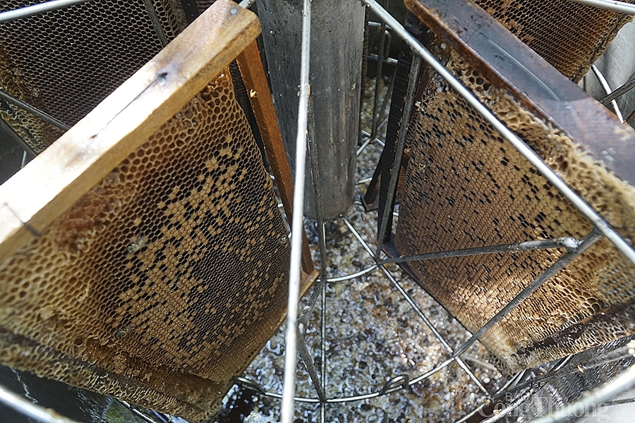 Thăng trầm nghề nuôi ong du mục