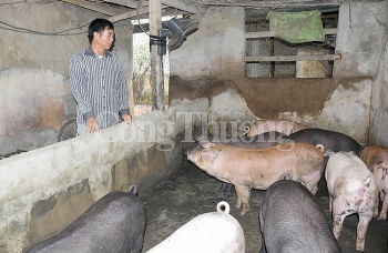 Nghệ An: Giá thịt lợn hơi tăng cao, chạm mốc 60.000 đồng/kg