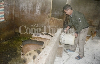 Nghệ An: Nhiều trang trại nuôi lợn không tái đàn