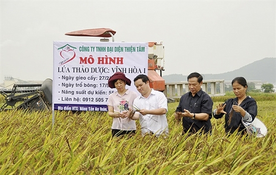 Xuất khẩu gạo của Nghệ An tăng 4 lần so với cùng kỳ