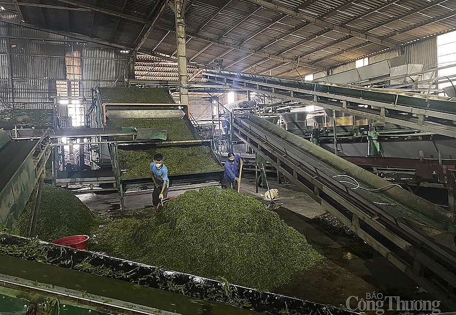 Hàng trăm tấn chè khô ở Nghệ An chờ được xuất khẩu