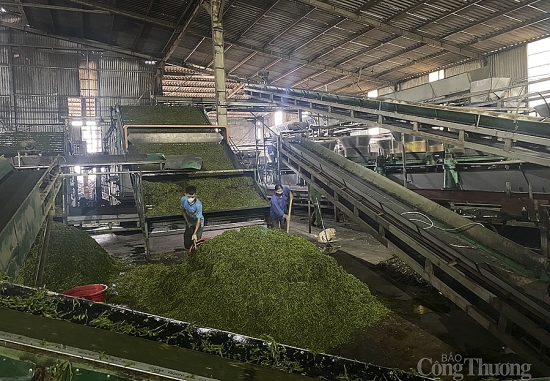 Nghệ An: Hàng trăm tấn chè khô chờ được xuất khẩu