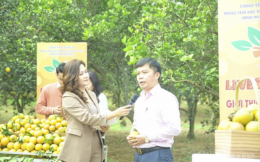 Nghệ An: Nông dân thời 4.0 bán cam nhờ livestream