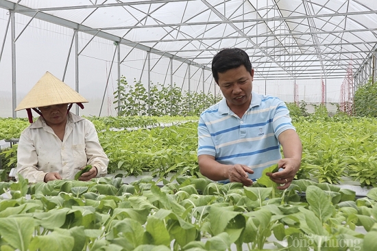 Nghệ An: Mở đường cho nông sản sạch vào siêu thị