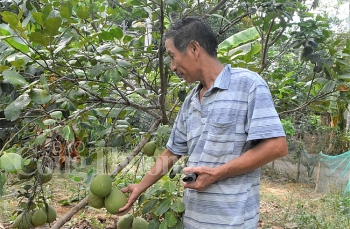 Thừa Thiên Huế: Thanh trà mất mùa do nắng nóng kéo dài