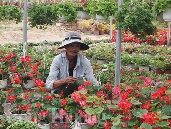 Đà Nẵng: Rực rỡ sắc xuân tại làng hoa Vân Dương