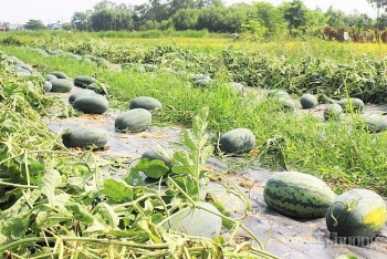 Quảng Nam: Nông dân phấn khởi vì dưa hấu được mùa, được giá