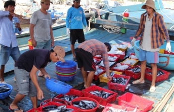 Đà Nẵng: Sản lượng khai thác, giá thu mua thủy hải sản tại chợ đầu mối giảm