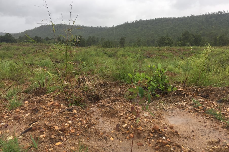 Gia Lai: Khởi tố vụ tàn phá 4.400m2 rừng phòng hộ