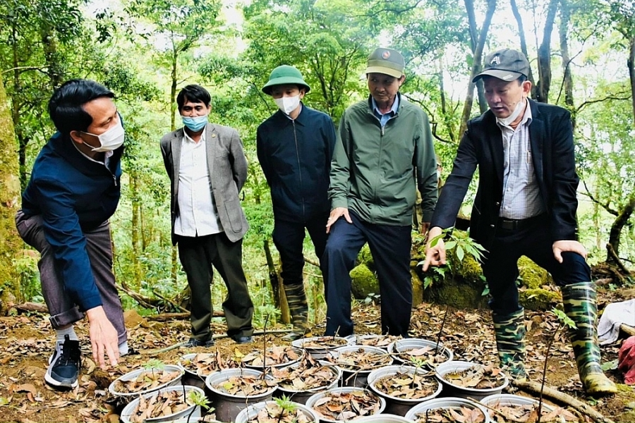 Sâm Ngọc Linh chết tràn lan, tỉnh Kon Tum yêu cầu quản lý chặt nguồn gốc giống