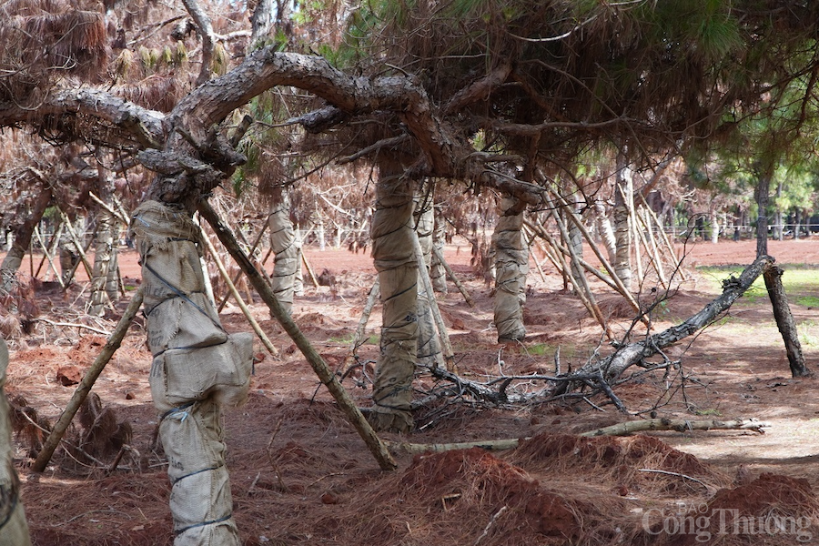 Tỉnh Gia Lai: Hàng loạt cây thông tại dự án "khủng" của FLC có nguy cơ chết khô