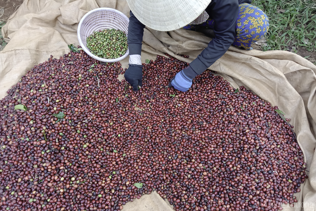 Đắk Nông phát triển thương hiệu cà phê đặc sản, tăng giá trị xuất khẩu