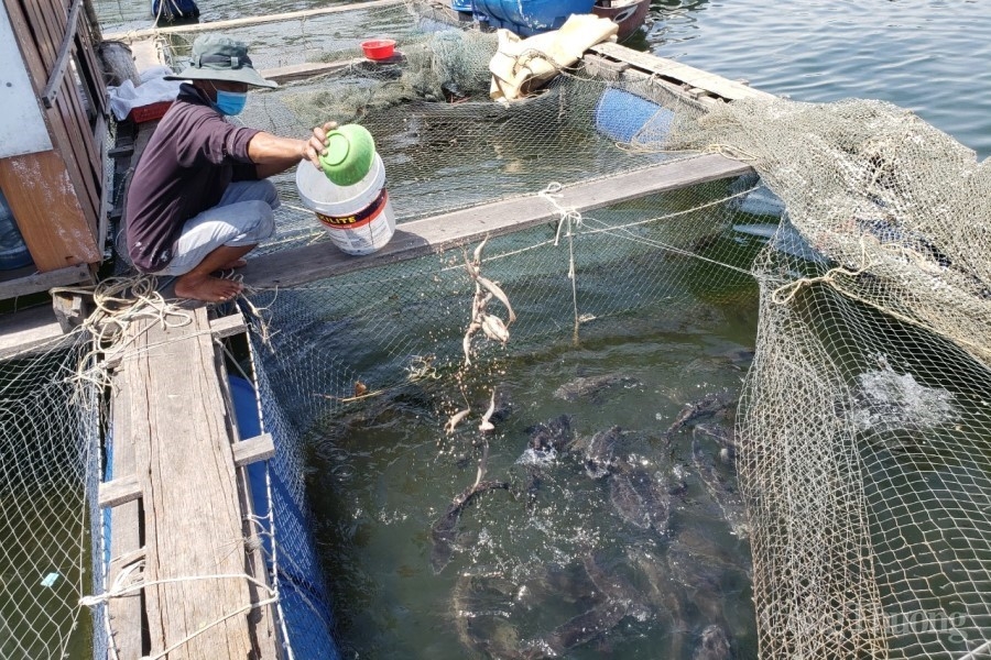 Đà Nẵng: Tiêu thụ hải sản lồng bè gặp khó do dịch Covid – 19