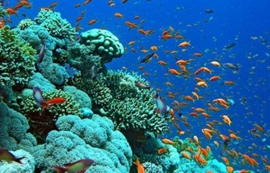 Phát triển du lịch, khai thác thủy sản phải gắn với công tác bảo tồn biển