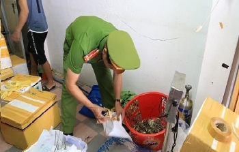 Đà Nẵng: Phát hiện tôm hùm bơm tạp chất để tăng trọng, giữ tươi