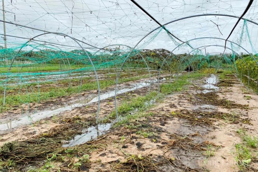 Đà Nẵng: Hàng trăm hecta rau màu ngập úng, giá rau xanh tăng “phi mã”
