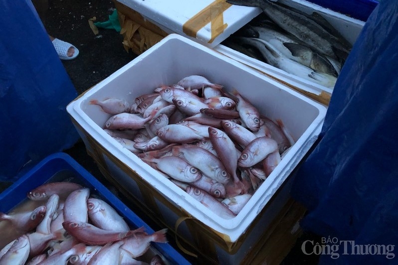 Đà Nẵng: Chợ đầu mối Thủy sản Thọ Quang vắng bên trong, đông đúc bên ngoài
