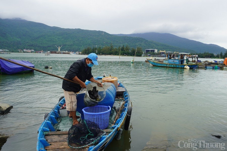 Đà Nẵng: Cần giải bài toán sinh kế cho ngư dân ở vịnh Mân Quang