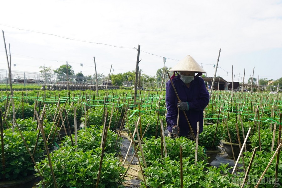 Đà Nẵng: Những làng hoa thấp thỏm vụ Tết