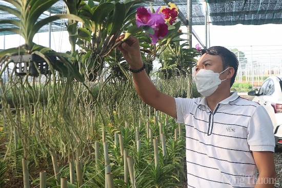Đà Nẵng: Hoa treo giàn, hoa công nghệ cao vào chính vụ