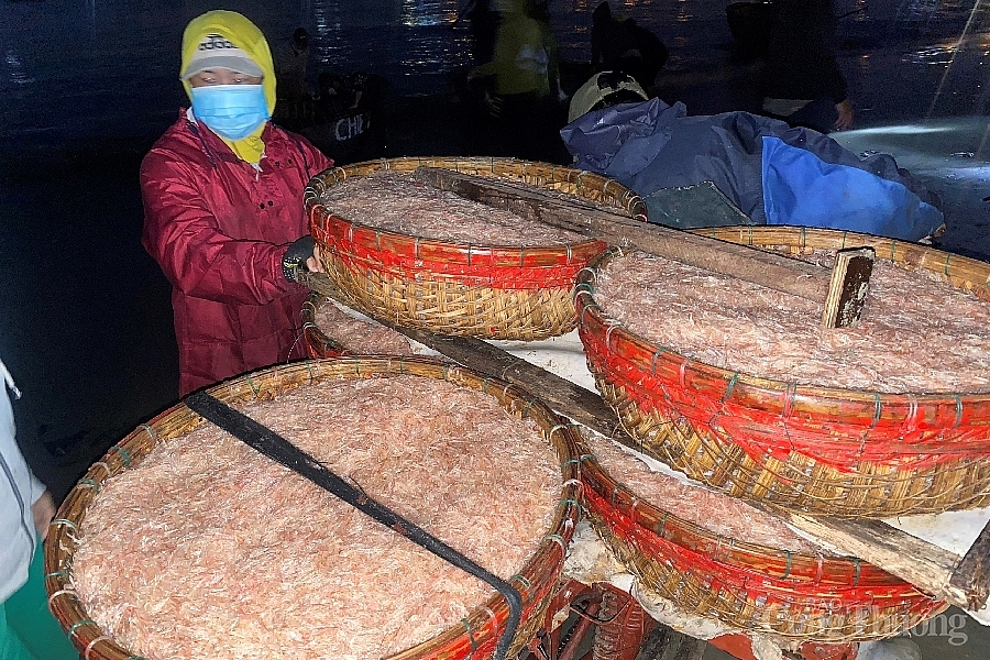 Ngư dân Đà Nẵng kiếm cả triệu đồng 1 đêm trong mùa ruốc