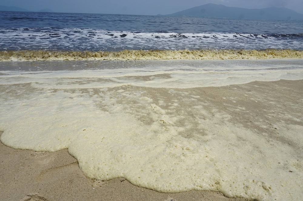 Tảo nở hoa là nguyên nhân gây ô nhiễm nước biển ở bãi biển Nguyễn Tất Thành