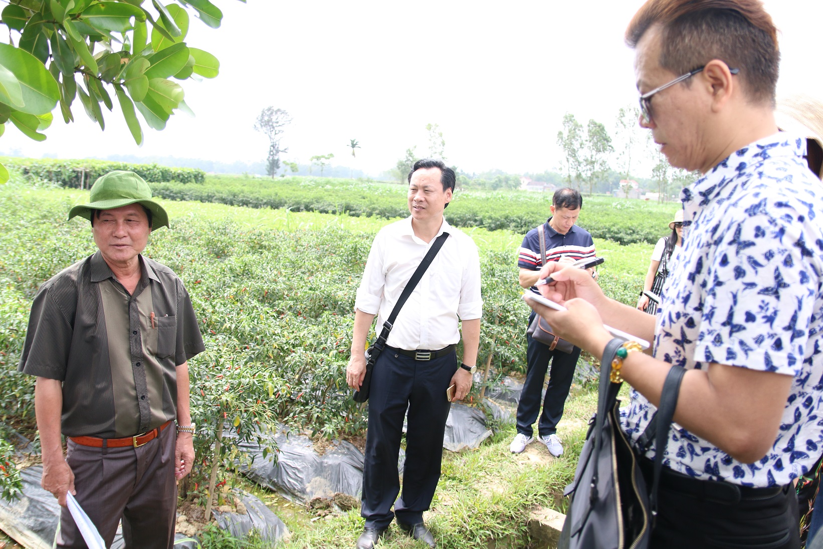 Tìm cách giải bài toán tiêu thụ dưa hấu tại tỉnh Quảng Ngãi
