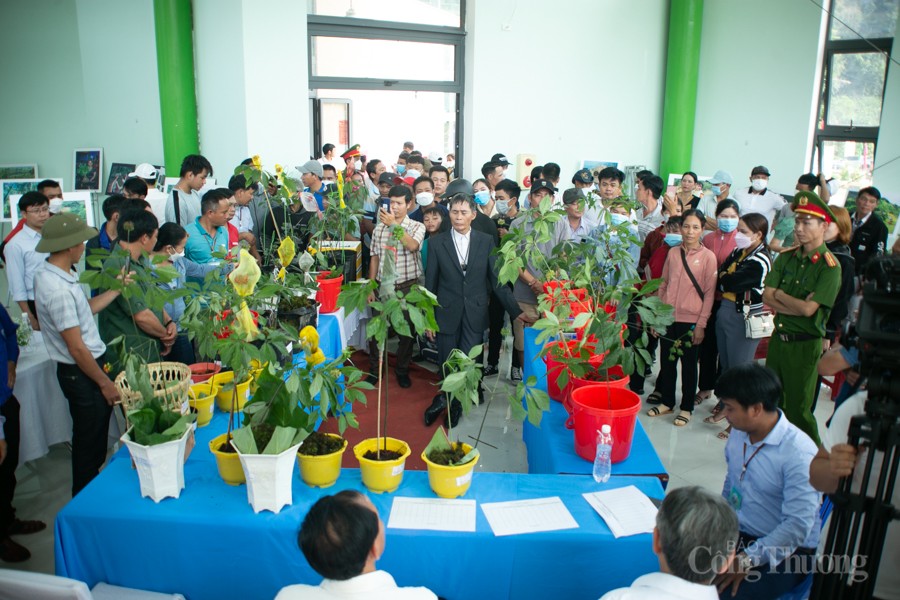 Độc đáo Hội thi Sâm Ngọc Linh tại Quảng Nam