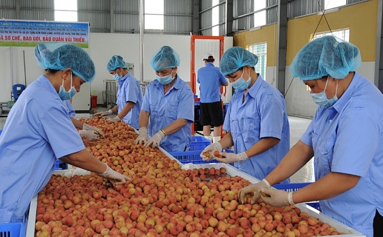OCOP Bắc Giang: Từng bước chuẩn hóa sản phẩm địa phương