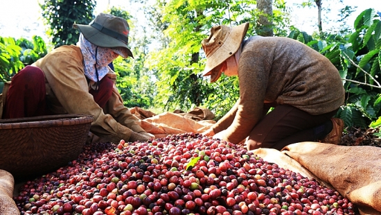 Hoa Kỳ giảm nhập khẩu cà phê từ thị trường Việt Nam