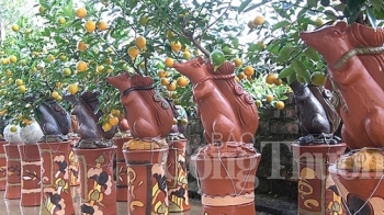 “Chuột vàng cõng quất bonsai” giá bạc triệu hút khách
