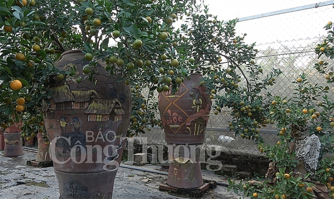 chuot vang cong quat bonsai gia bac trieu hut khach
