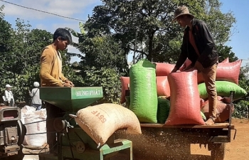 Cà phê Việt: Tìm hướng đi bền vững