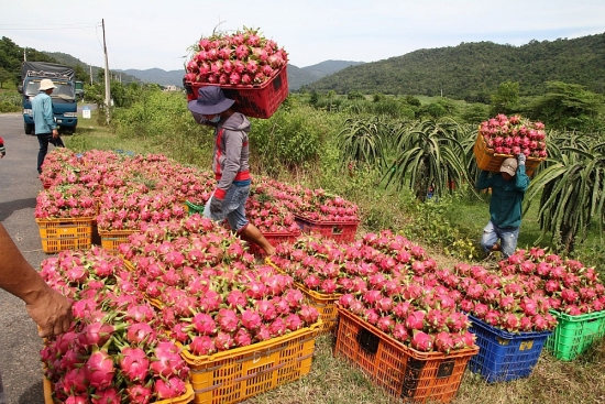 Giáp Tết, trái cây là mặt hàng xuất khẩu nhiều nhất sang thị trường Trung Quốc