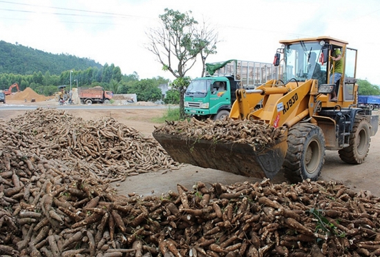 Xuất khẩu sắn và sản phẩm từ sắn tăng trưởng ổn định