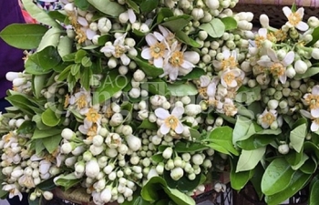 Hà Nội: Nồng nàn hương hoa bưởi đầu mùa