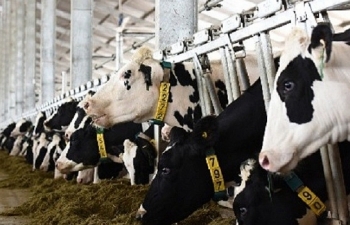 Việt Nam có thêm 1 nhà máy sữa đủ điều kiện xuất khẩu vào Trung Quốc