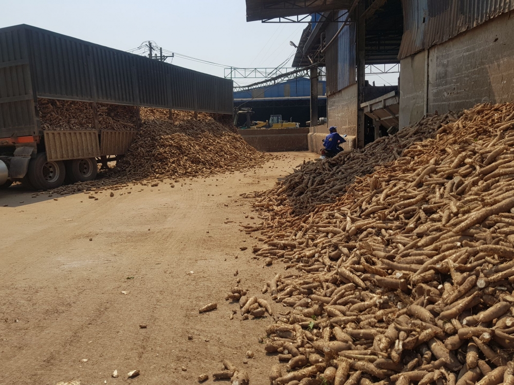 Xuất khẩu sắn và các sản phẩm từ sắn sang Trung Quốc dự báo gặp nhiều khó khăn