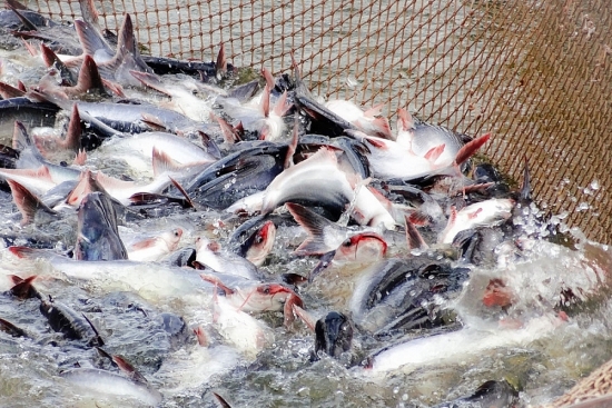Xuất khẩu cá tra năm 2022 dự báo tăng trưởng 2 con số
